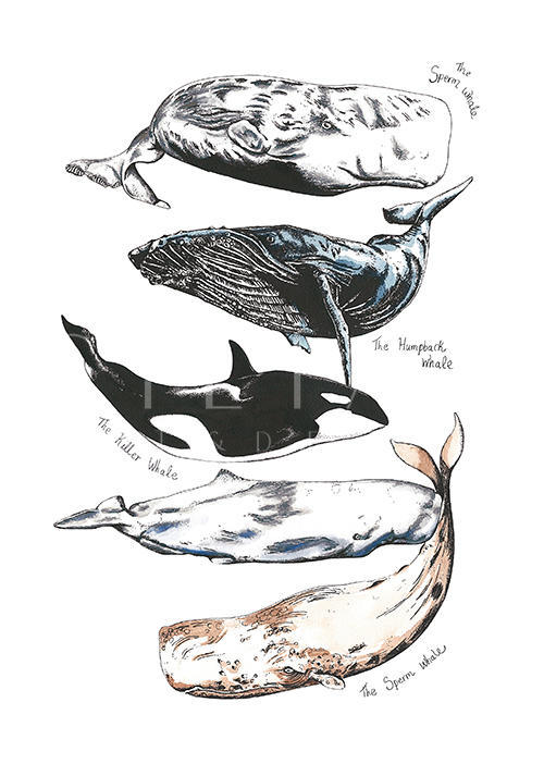Whale Composition Ⅱ