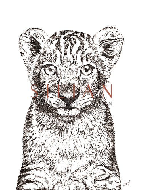 Tiger Close Up 