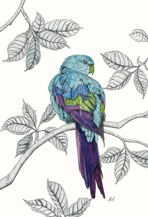 Avian Paradise III