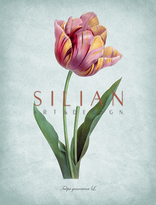 Flowers Bloom Ⅴ