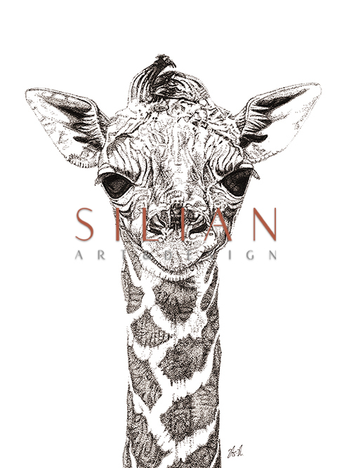 Giraffe Close Up 