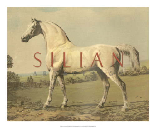 Cassell's Thoroughbred II