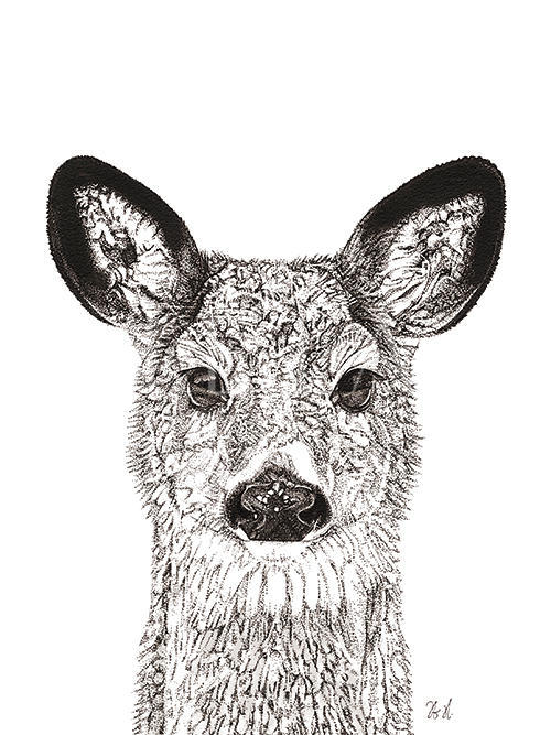 Animal Close Up II 