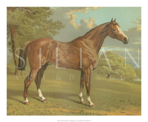 Cassell's Thoroughbred I