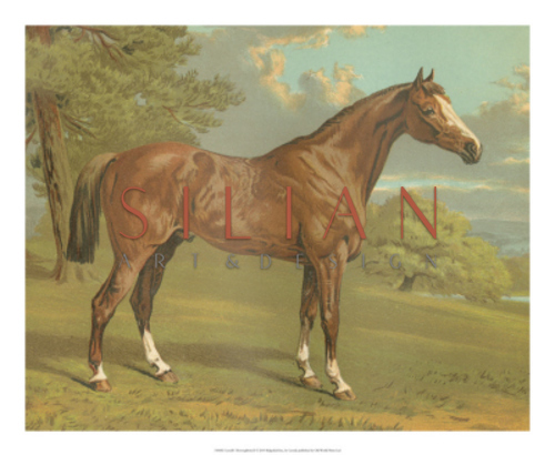 Cassell's Thoroughbred I