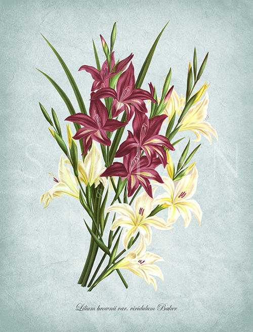 Flowers Bloom Ⅸ