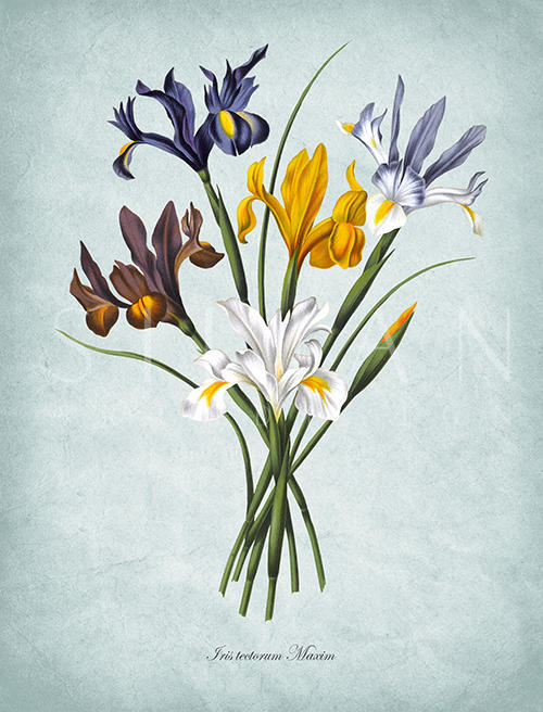 Flowers Bloom Ⅵ