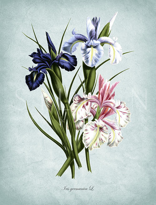 Flowers Bloom Ⅰ