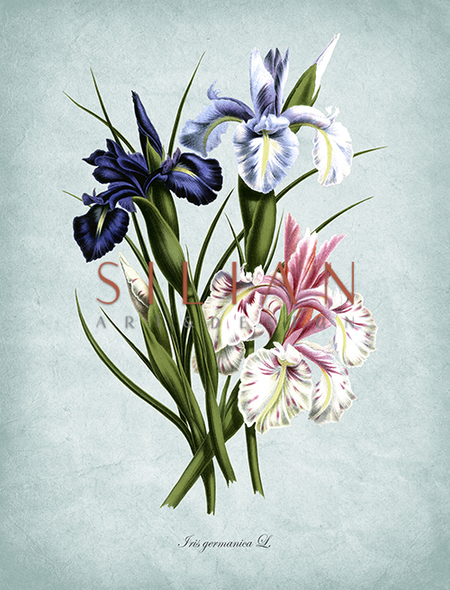 Flowers Bloom Ⅰ