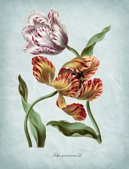 Flowers Bloom Ⅳ