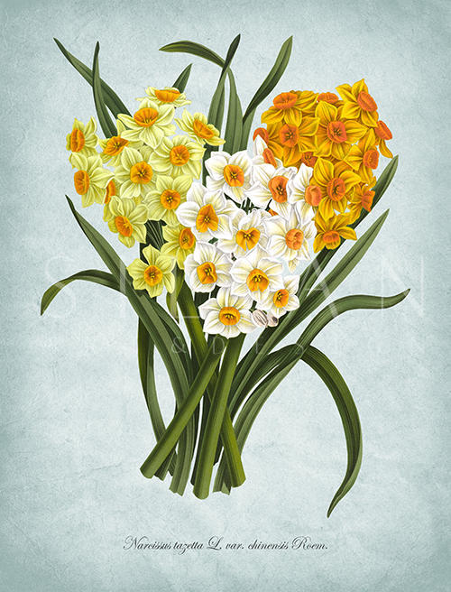 Flowers Bloom Ⅶ