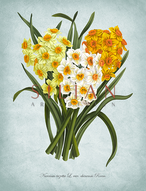 Flowers Bloom Ⅶ