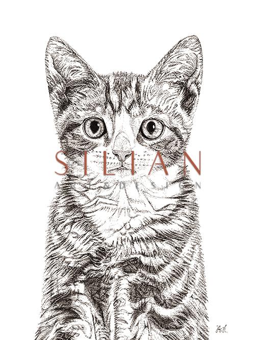 Cat Close Up 