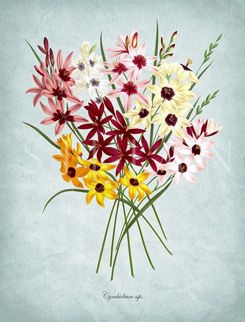 Flowers Bloom Ⅱ