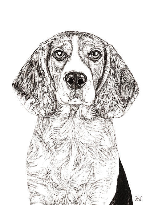 Dog Close Up 