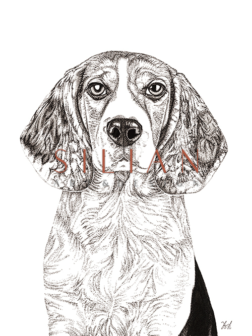 Dog Close Up 
