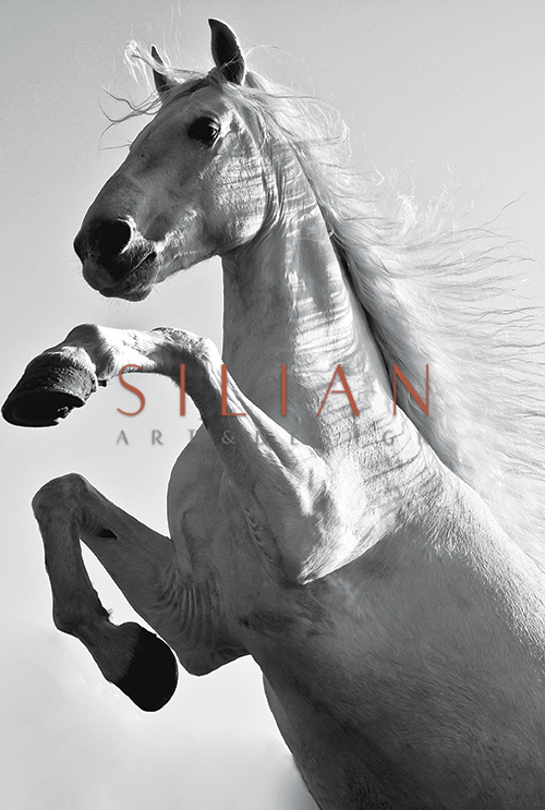 Beautiful Horse IV