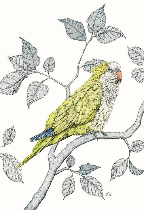 Avian Paradise I