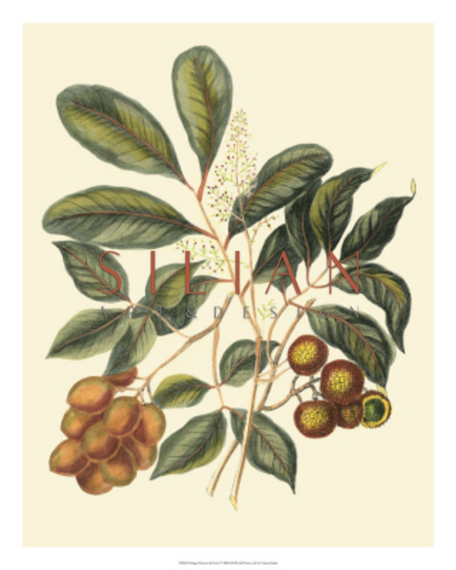 Foliage, Flowers & Fruit I