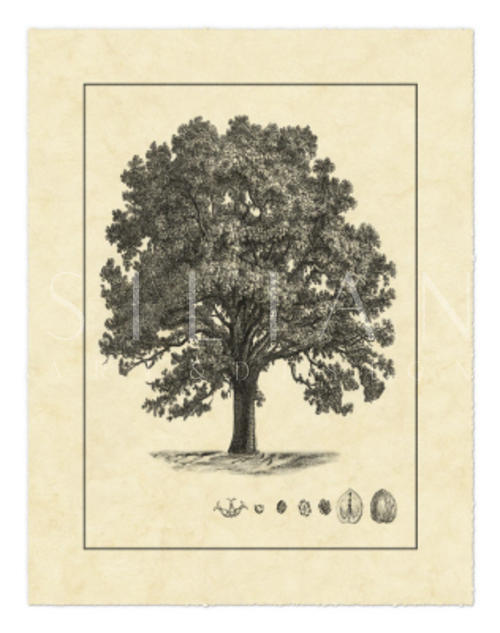 Vintage Tree I