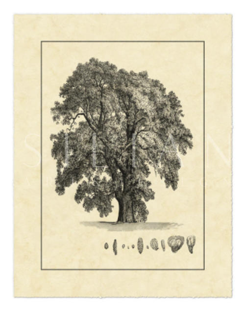 Vintage Tree IV