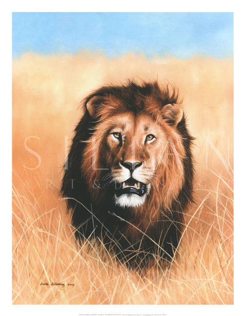 African Savannah Lion