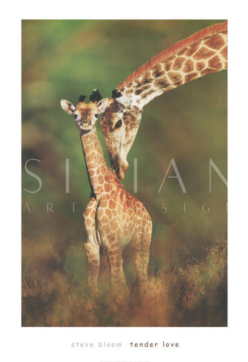 Tender Love