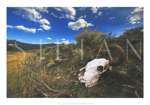 Yellowstone Bison Skull