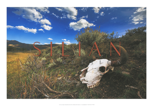 Yellowstone Bison Skull