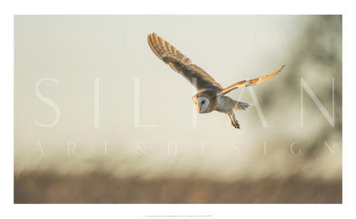 Soft Light