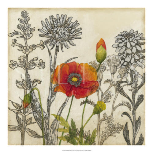 Emerging Poppy