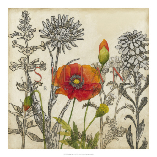 Emerging Poppy