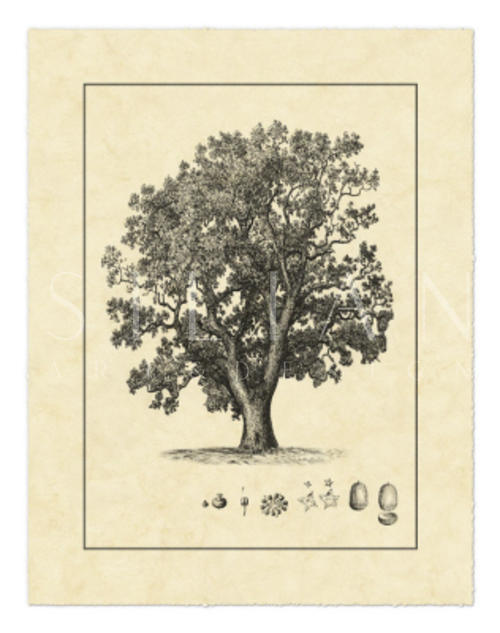 Vintage Tree II