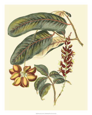 Foliage, Flowers & Fruit IV 