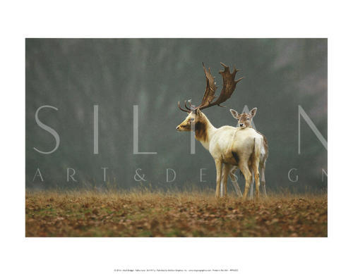 Fallow Love