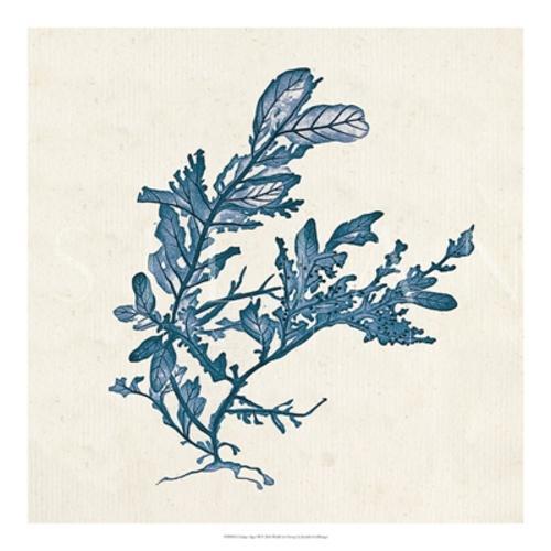 Indigo Algae III