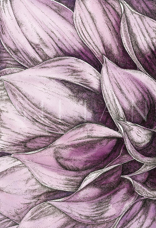 Blooms Ⅲ