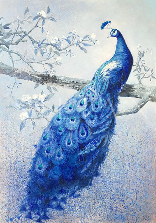 Indian Peafowl