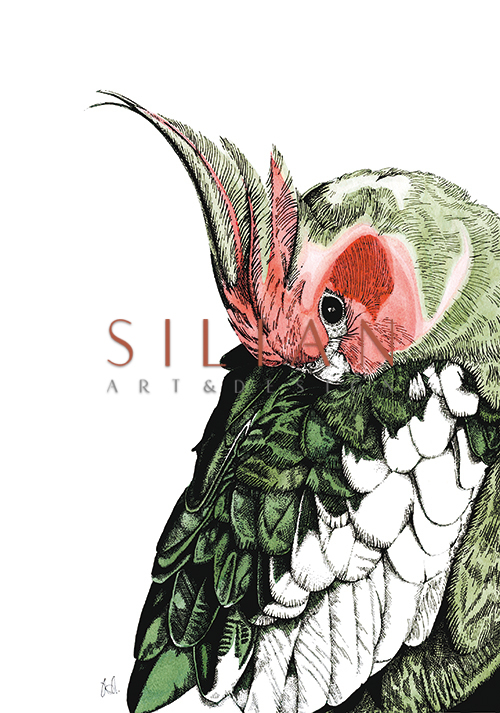 Tropical Parrot II
