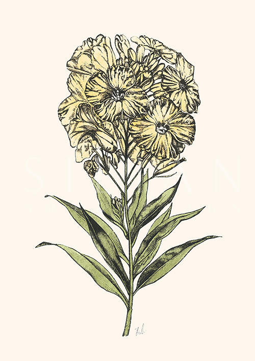 Saponaria Officinalis