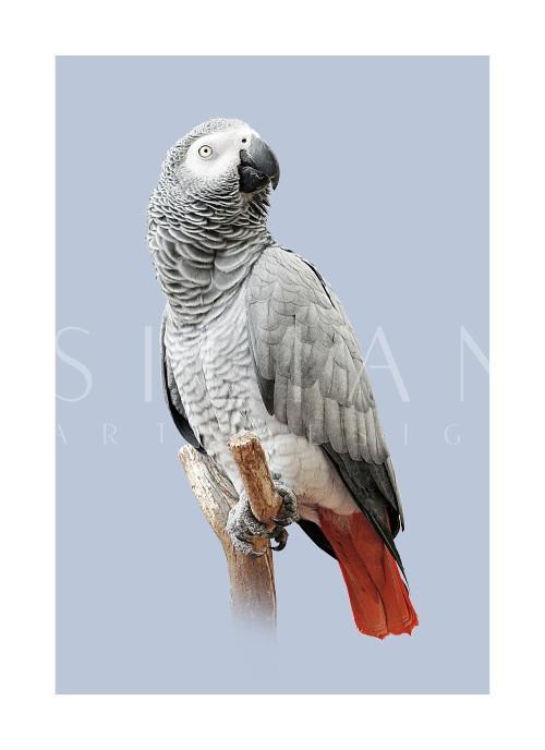 Grey Parrot IV