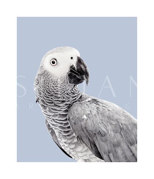 Grey Parrot V