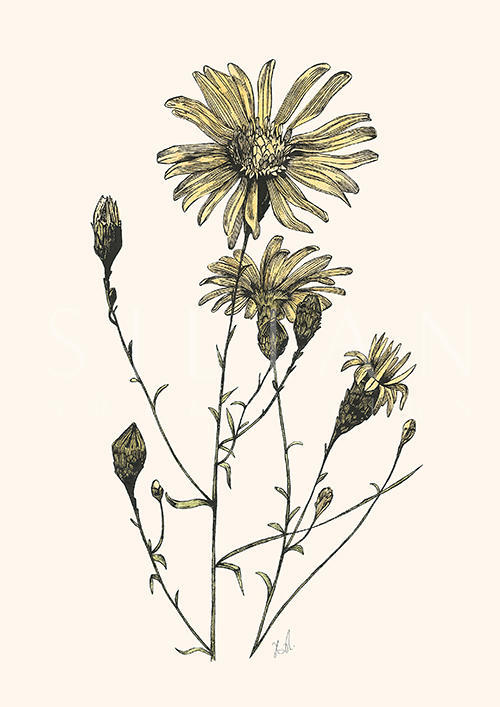 Daisy