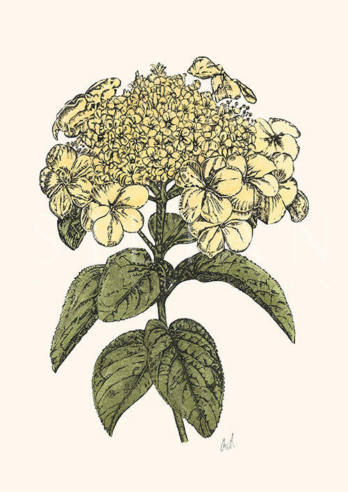 Yellow Hydrangea