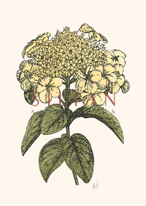 Yellow Hydrangea