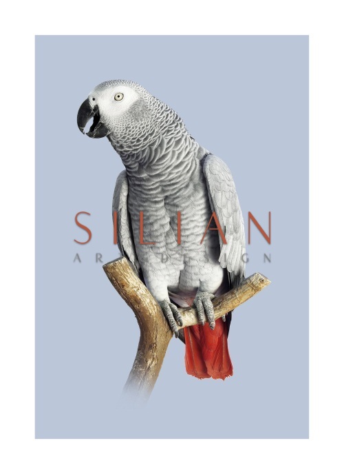 Grey Parrot III
