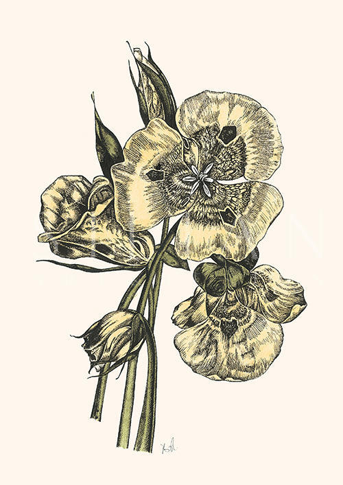 Viola Tricolor