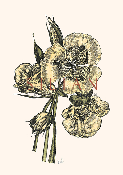 Viola Tricolor