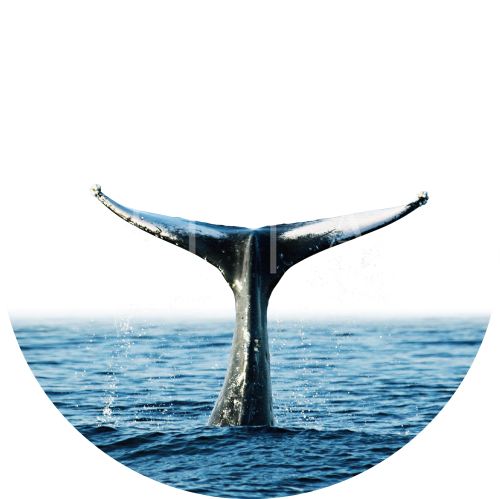 Ocean II