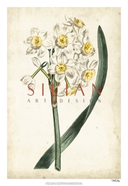 Curtis Narcissus IV  